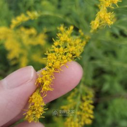 疑似加拿大“一枝黄花”，大家鉴定下